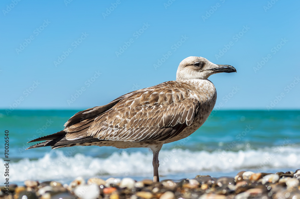 Obraz premium Seagull on the beach