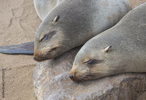 Foca in Namibia