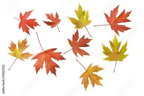 Scattered Autumn Leaves Background