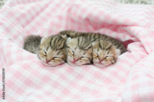 Newborn american shorthair kitten sleeping on pink table cloath photo