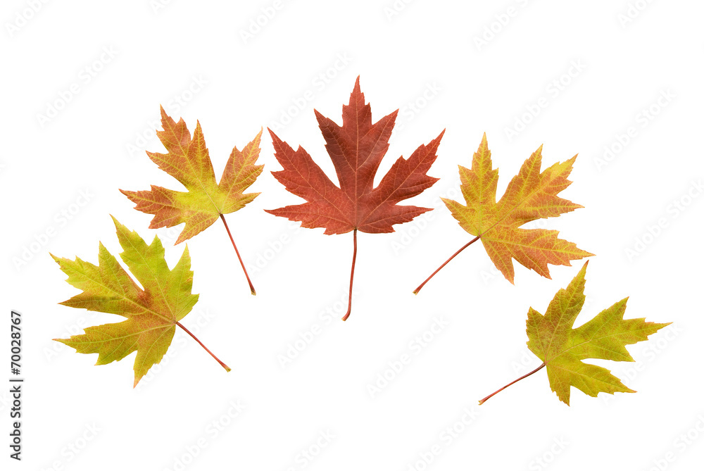 Fototapeta premium Group Of Autumn Leaves Changing Colors