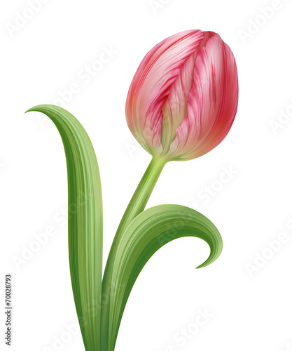 Fototapeta Naklejka Na Ścianę i Meble -  pink tulip flower illustration isolated on white background