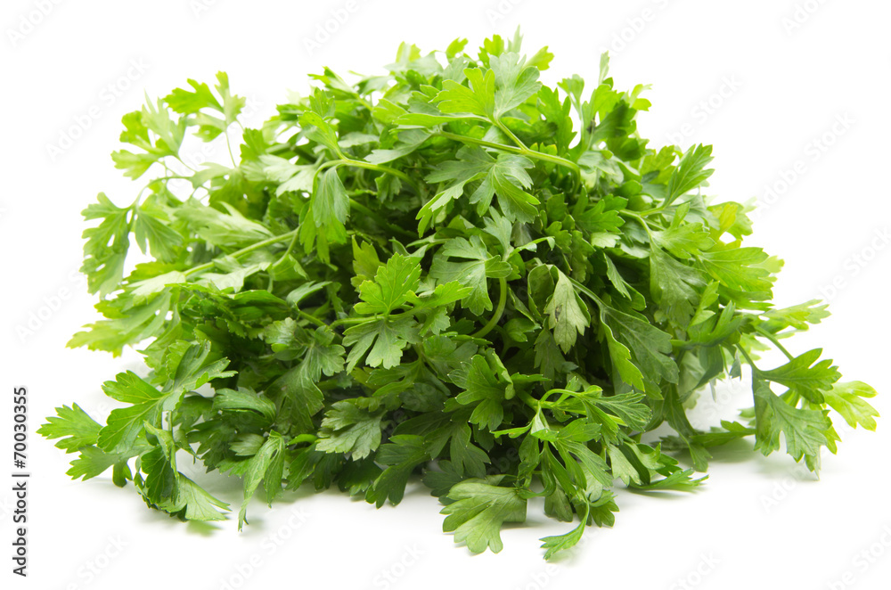 close up of fresh green parsley close up of fresh green parsley