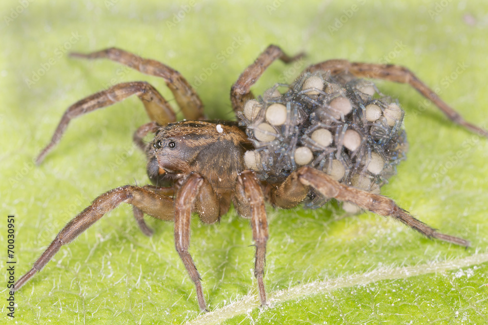 Female Wolf-spider, Trochosa with baby spiders on her back Female Wolf-spider, Trochosa with baby spiders on her back