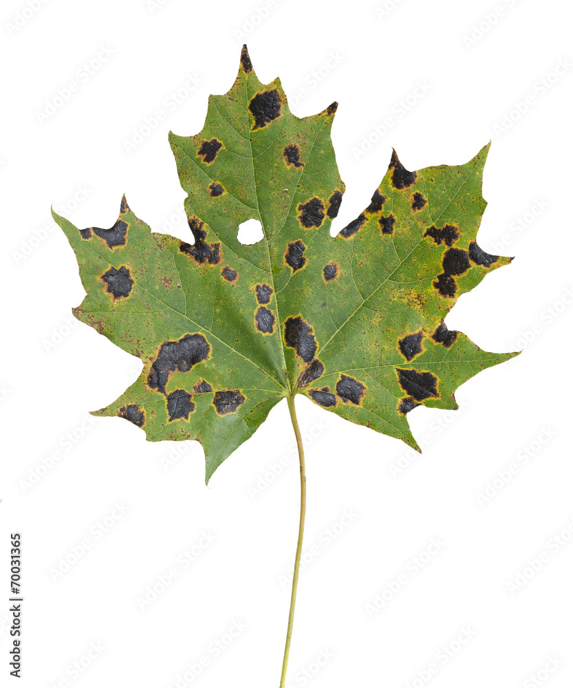 Fototapeta premium Maple leaf with Rhytisma acerinum causing tar spots
