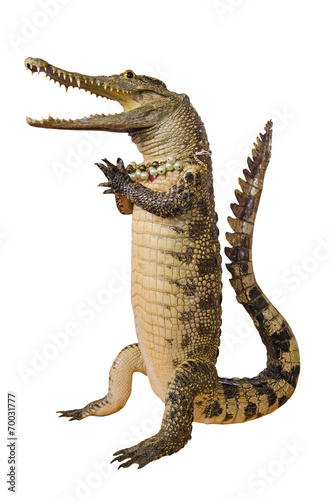 Crocodile hello isolate on white background