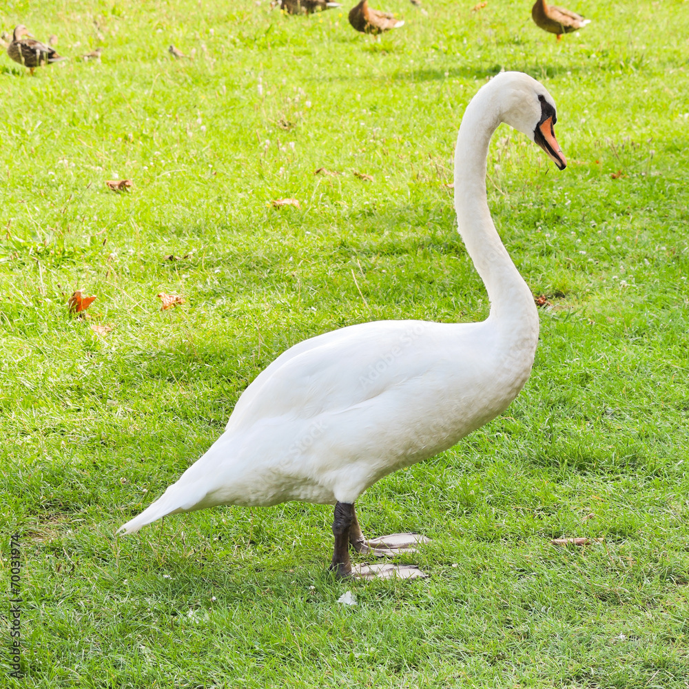 white mute swan on green meadow white mute swan on green meadow