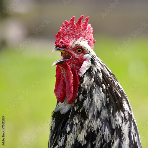 Closeup rooster crowing