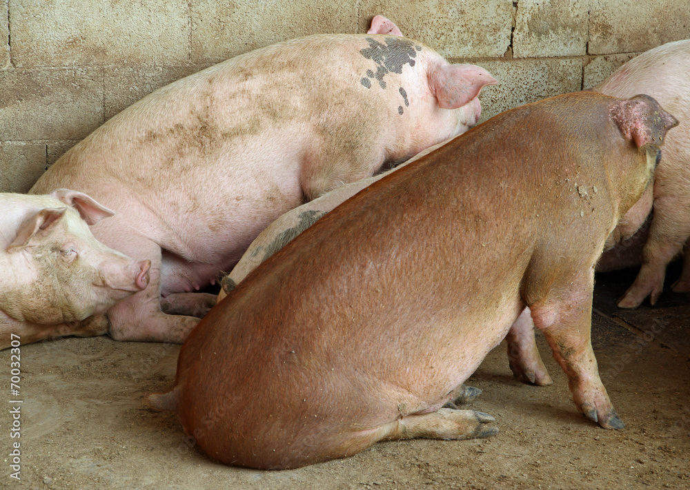 breeding of pigs in the sty of the breeder farm breeding of pigs in the sty of the breeder farm