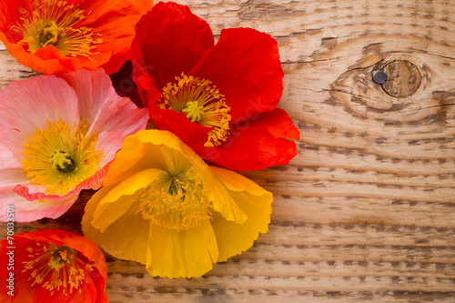 Fototapeta Naklejka Na Ścianę i Meble -  Poppy.