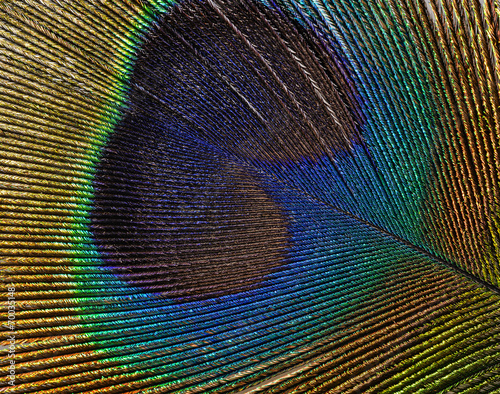 a peacock feather macro photo