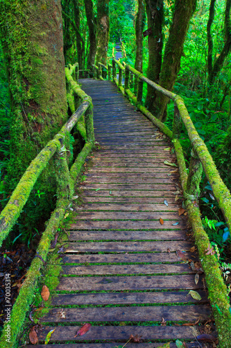 Wooden path in tropical rain forest © Photo Gallery