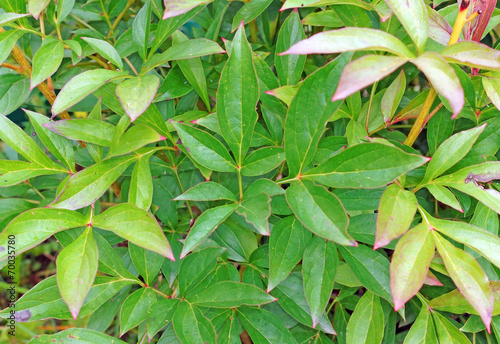 Peony foliage as a backdrop