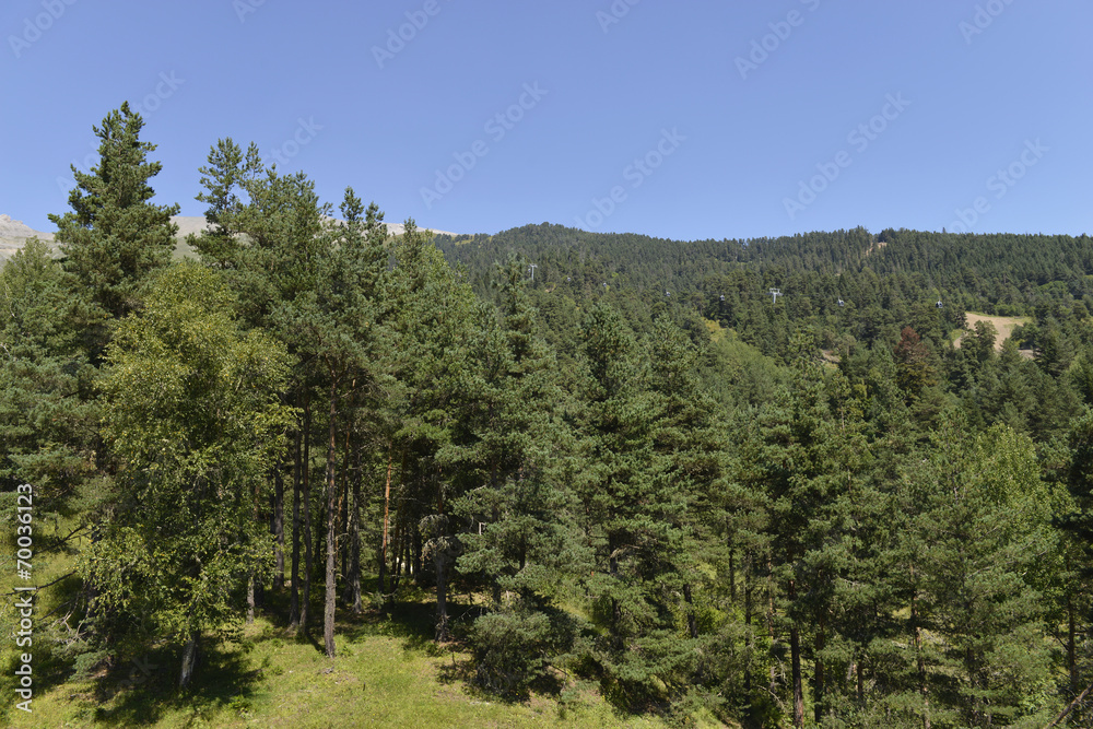 Obraz premium conifer trees on the mountains