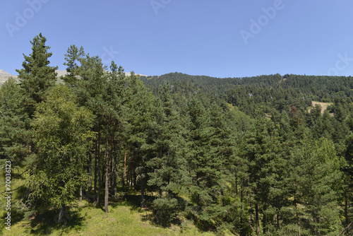 conifer trees on the mountains