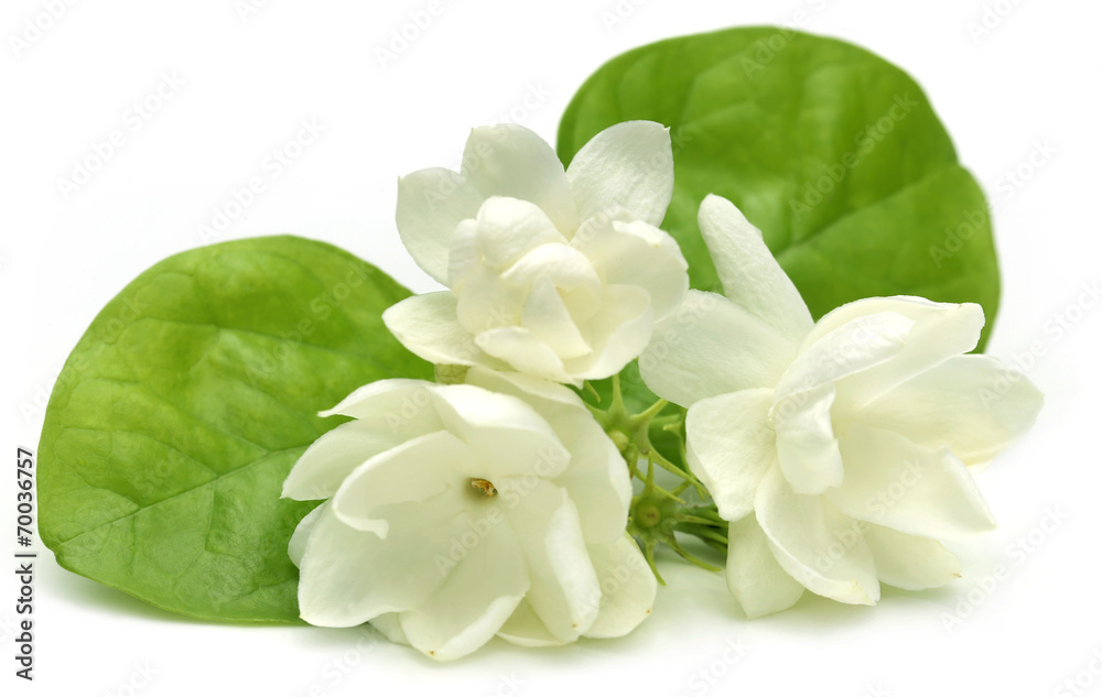 Obraz premium Jasmine flower