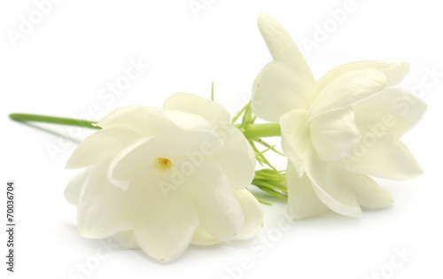 Jasmine flower