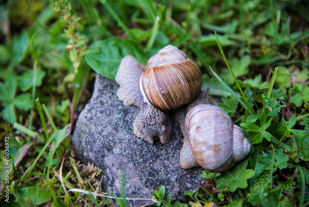 Snails on the stone Snails on the stone