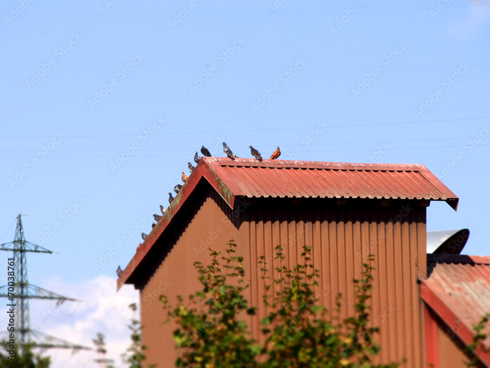 Tauben auf Dach