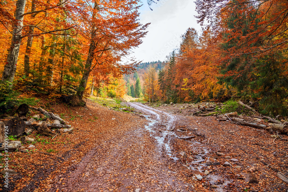 Obraz premium Autumn forest