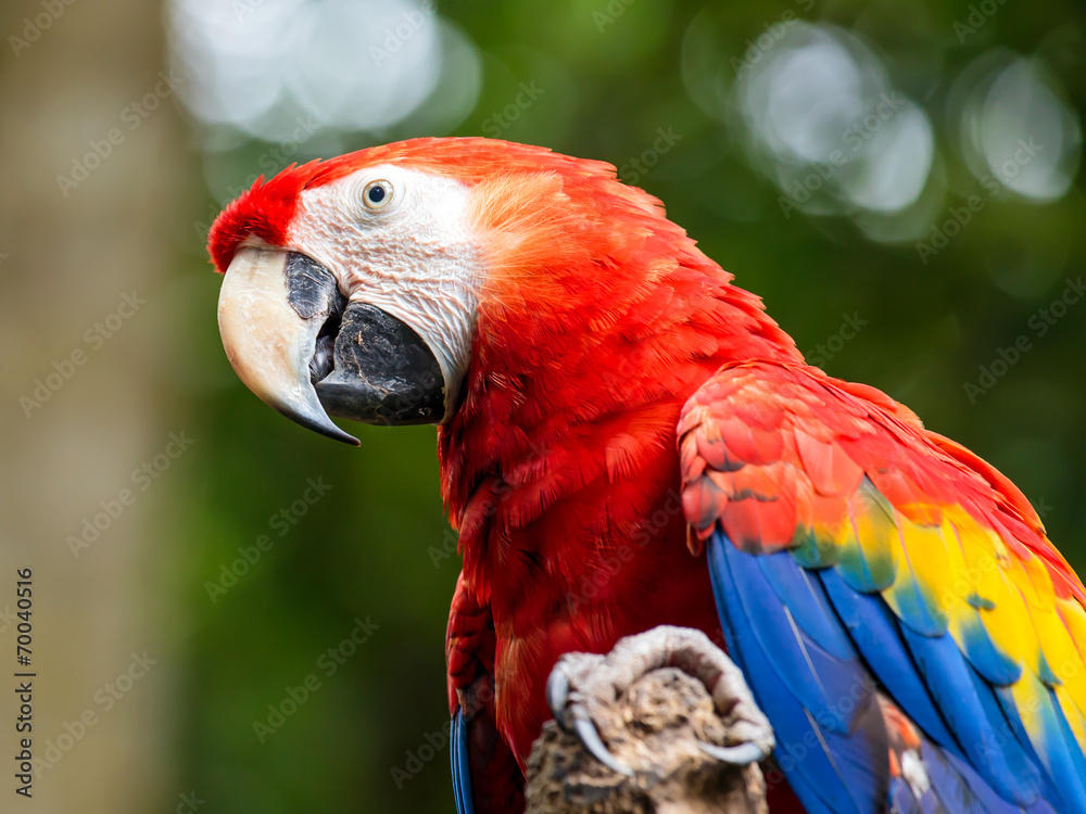 Portrait of ..Portrait of Scarlet Macaw parrot