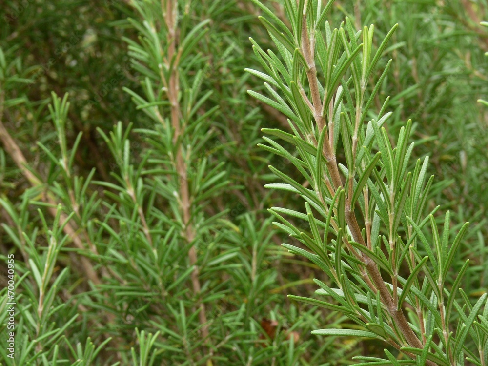 siepe di rosmarino siepe di rosmarino