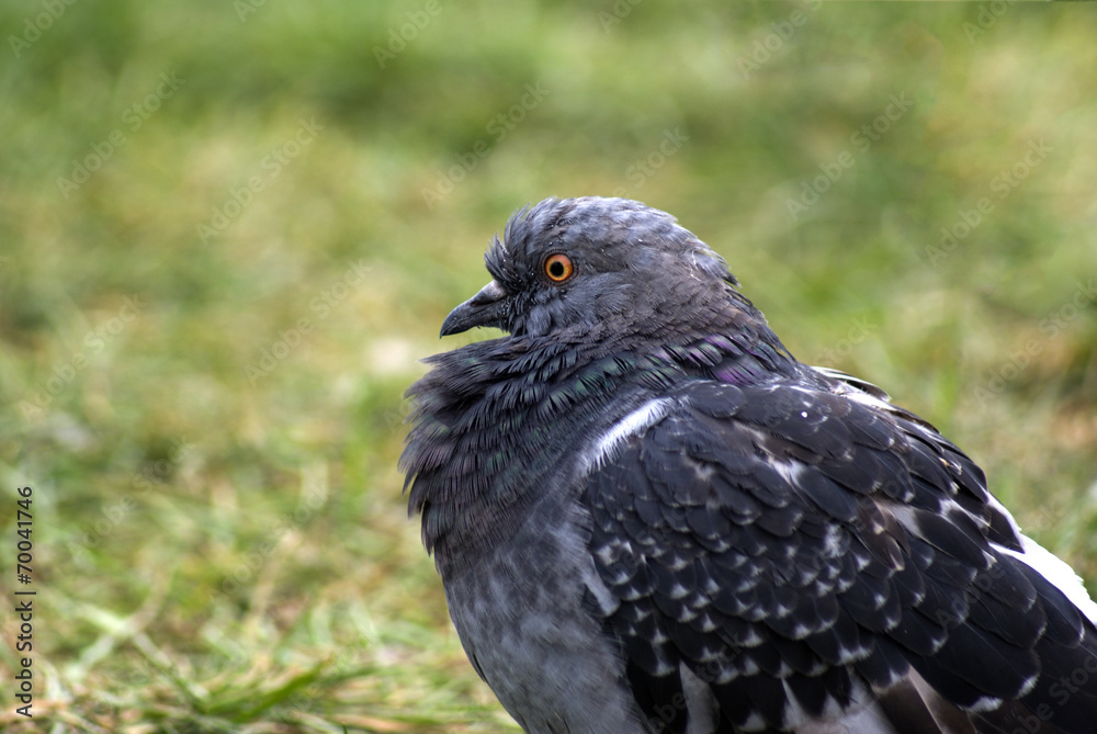 Obraz premium gołąb