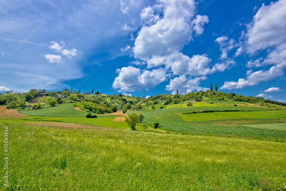Idyllic africultural green landscape of Croatia