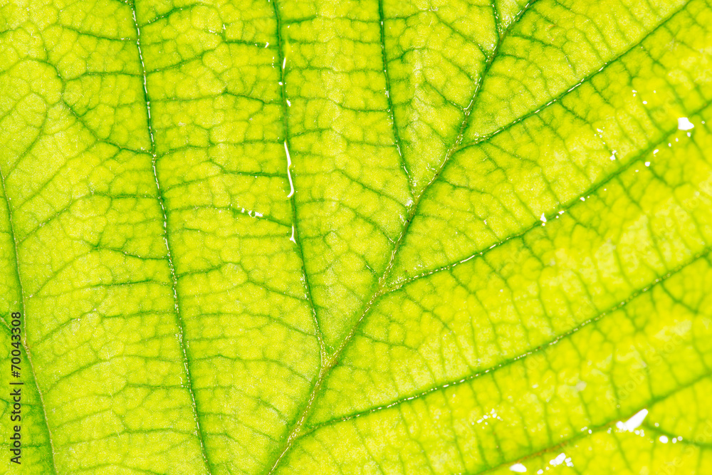 Background of the green sheet. close-up Background of the green sheet. close-up