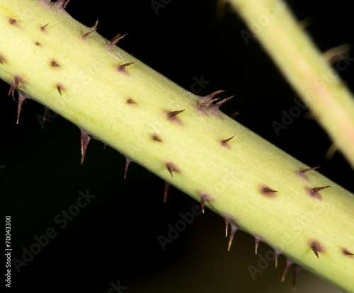 thorns on the plants. close-up