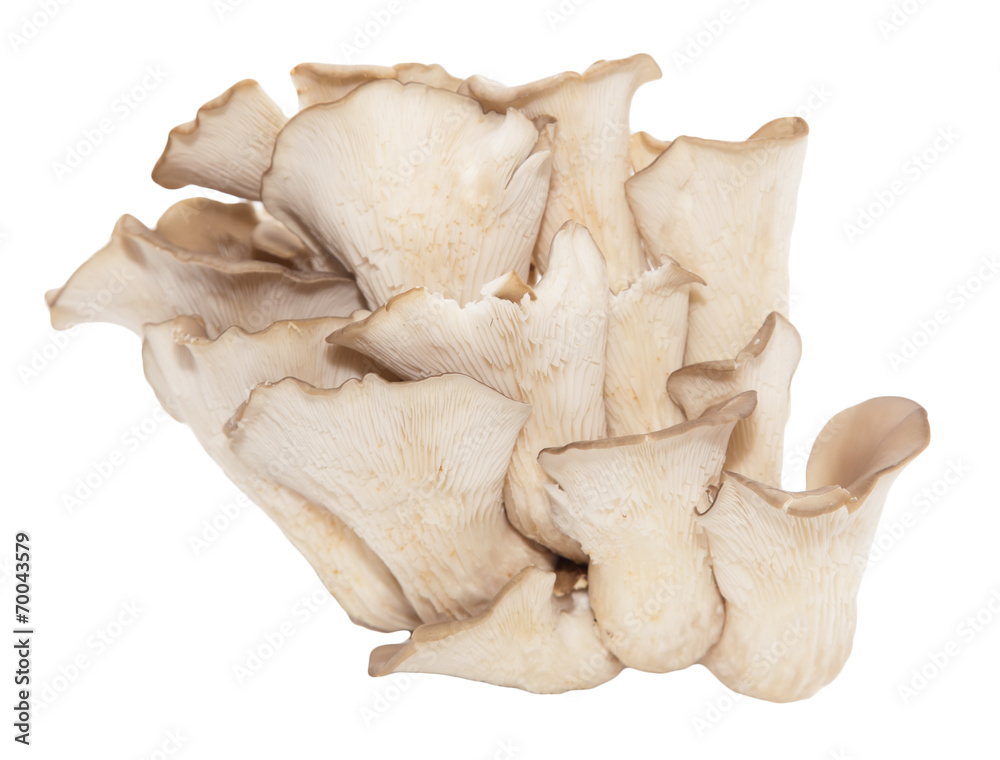 Fototapeta premium oyster mushrooms on a white background