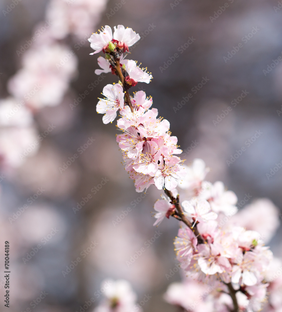 beautiful flowers on the tree in nature beautiful flowers on the tree in nature