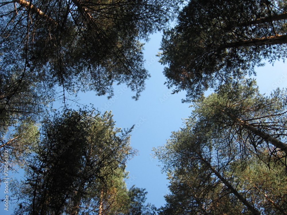 Beginning of autumn in the forest .Treetop background. Beginning of autumn in the forest .Treetop background.
