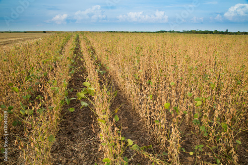 Soybean field ripe just before harvest, agricultural landscape