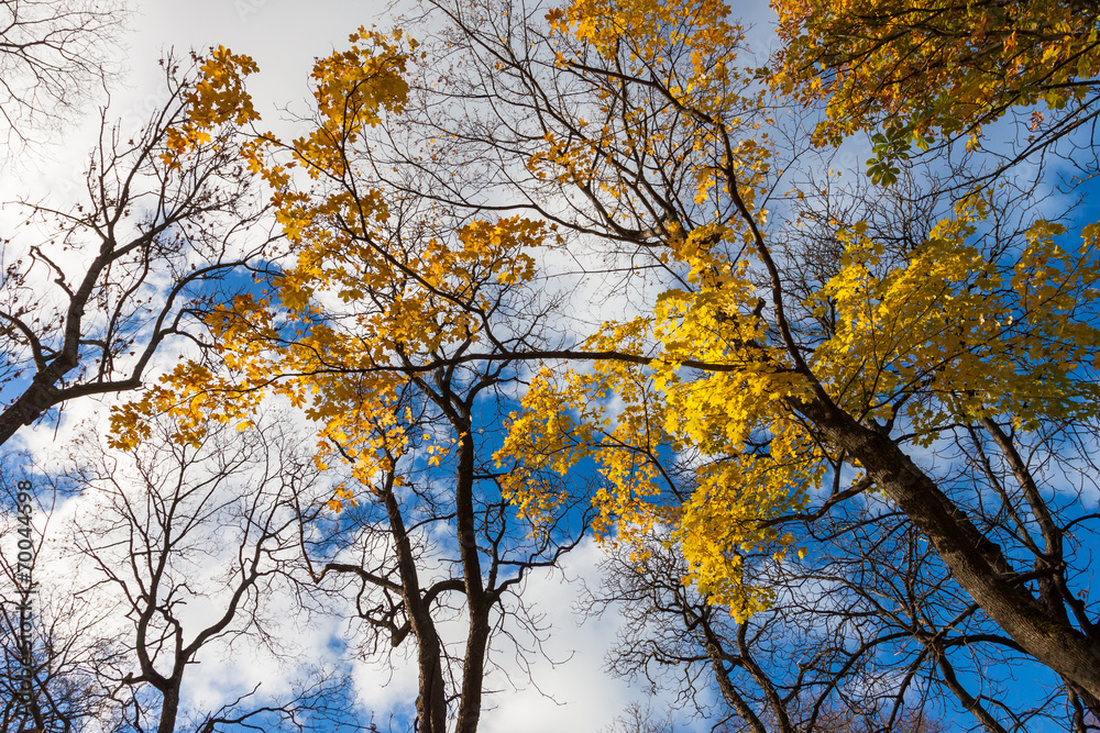 fall leaves trees fall leaves trees