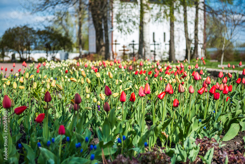 Colorful tulips garden near Saint Nicholas (Nikolsky) monastery,