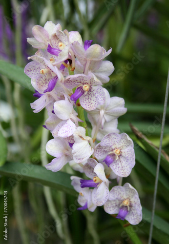 Beautiful white orchid flower photo