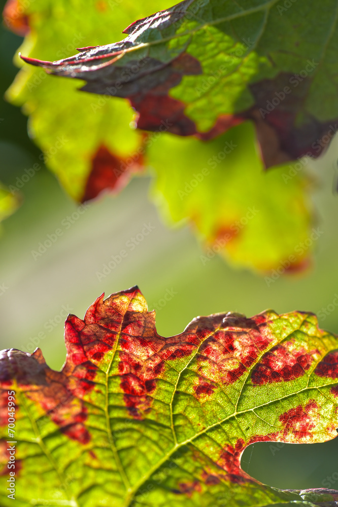 Grape leaf in autumn close-up