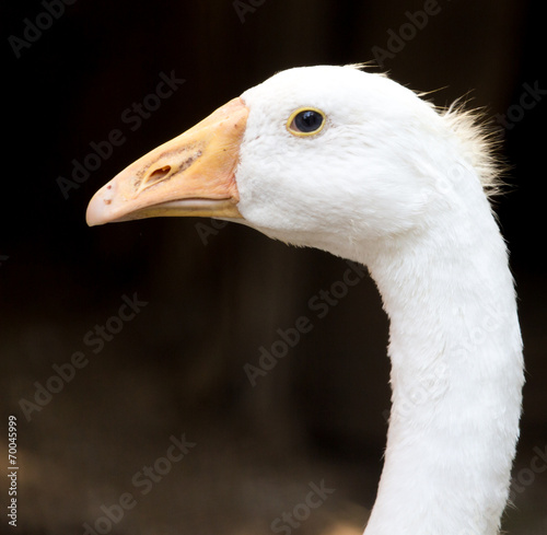 Tela portrait of a goose