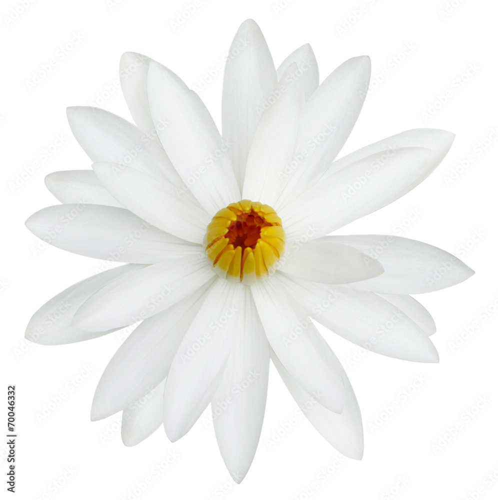 water lily white in isolated white background