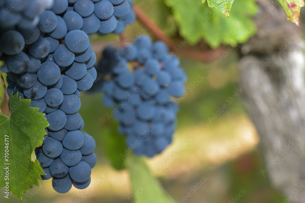 Grapes on the Vine