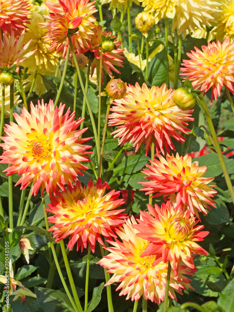 Dahlien Dahlien