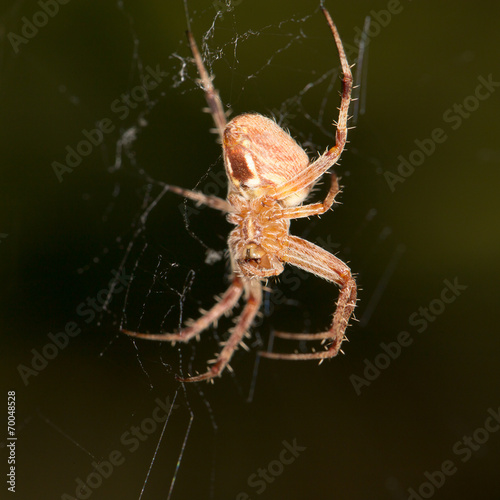 spider's web. close-up © schankz