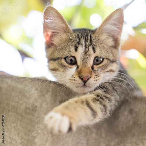 Portrait of a kitten in nature