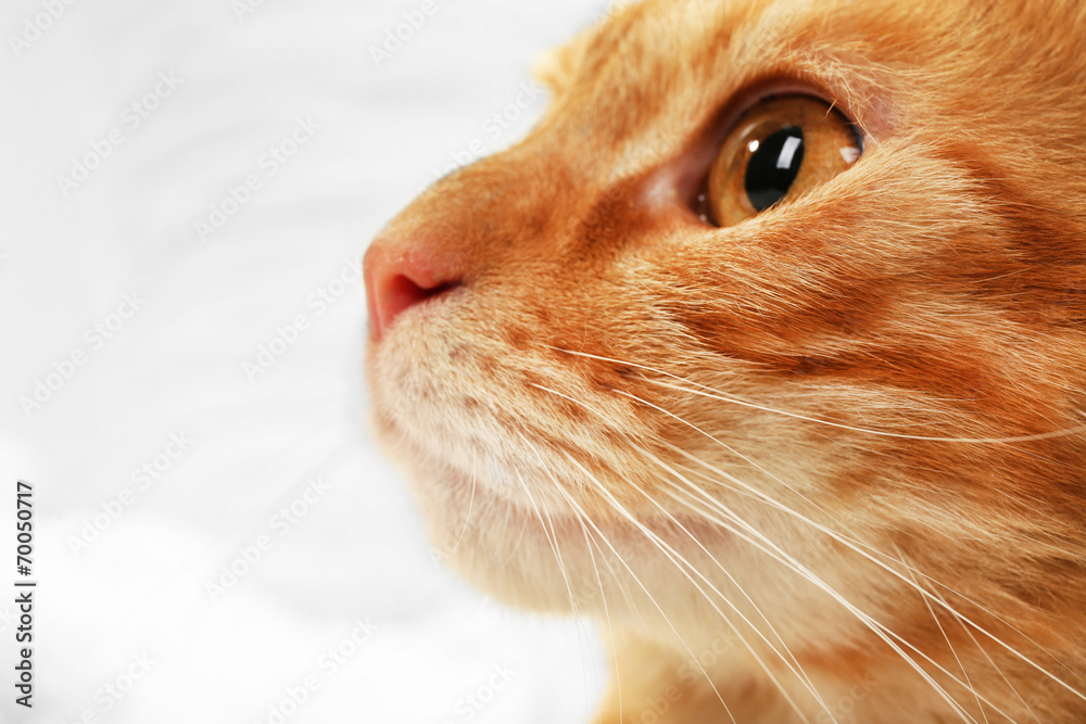 Red cat on towel on fabric background