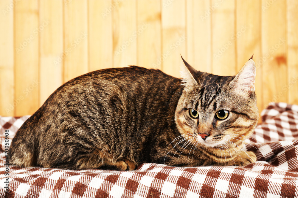 Grey cat on blanket on wooden wall background Grey cat on blanket on wooden wall background
