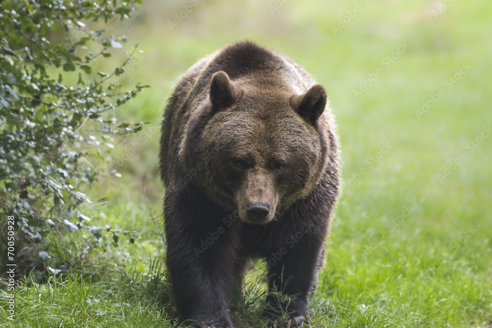 Brown bear