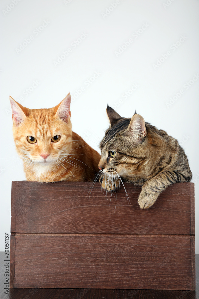 Two cats in wooden box on table isolated on white Two cats in wooden box on table isolated on white
