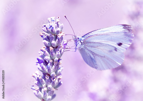 Gentle butterfly on lavender flower #70051539