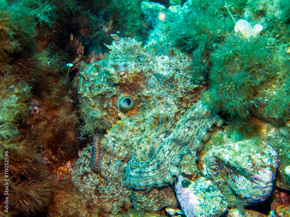 Fototapeta premium octopus resting